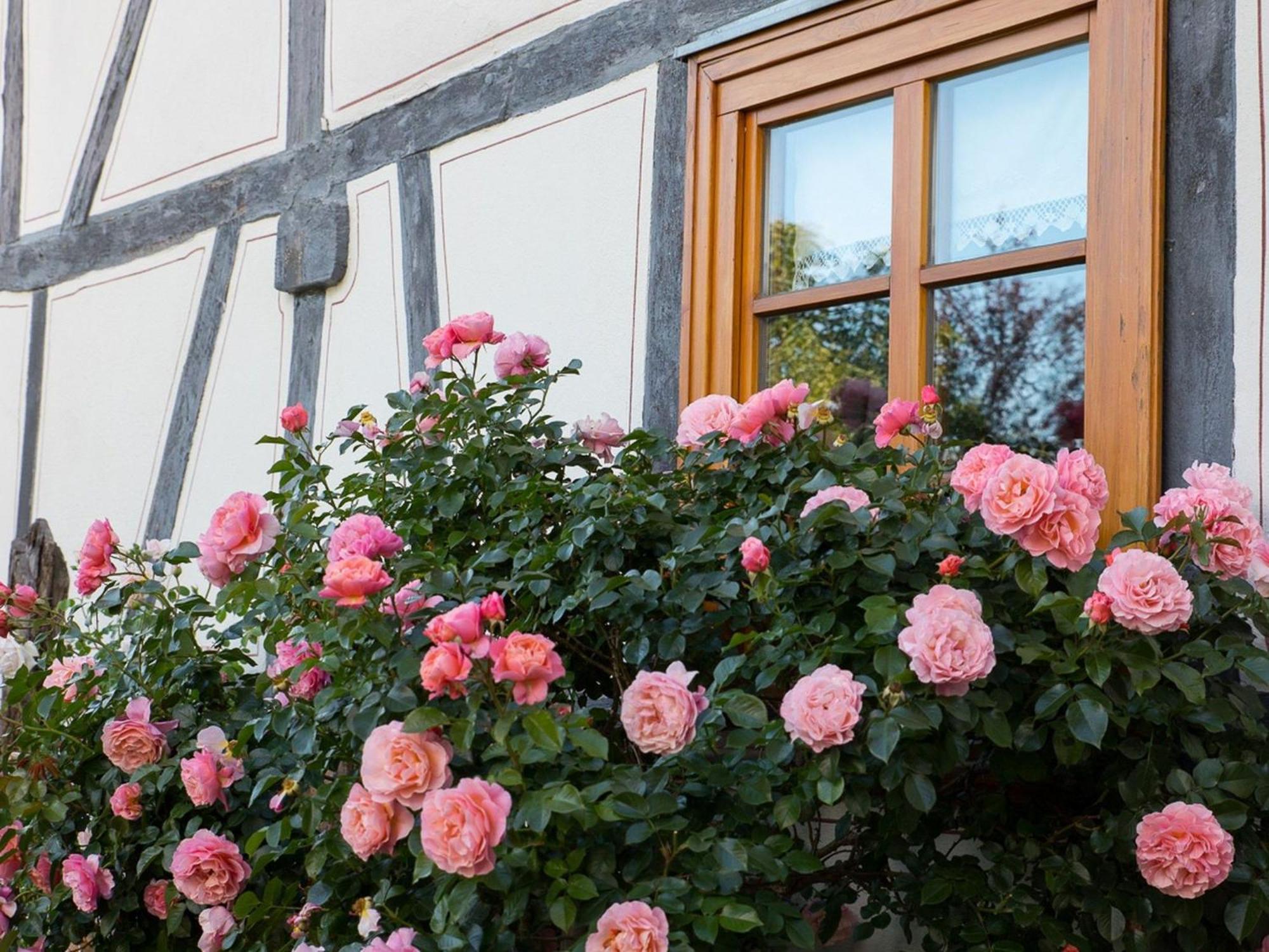Fachwerktraum Im Hof Apartment Alheim Exterior foto